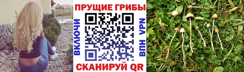 Псилоцибиновые грибы мухоморы  blacksprut вход  Сосенский 
